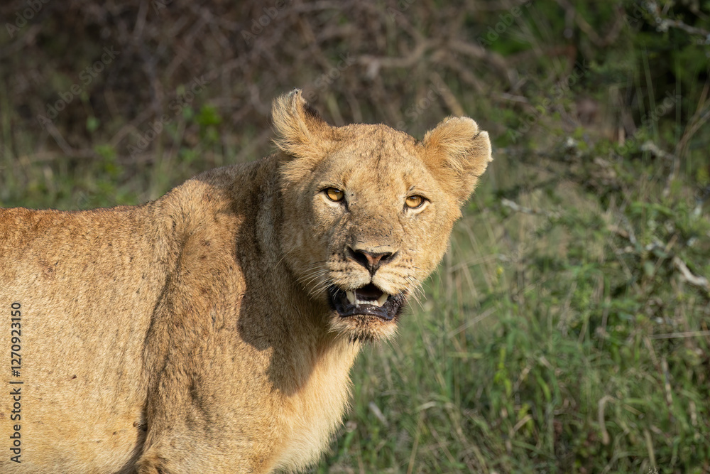Obraz premium A young lioness gazes intently at the camera in a game reserve in South Africa, her eyes focused and her attitude alert as she stands against a blurred background.
