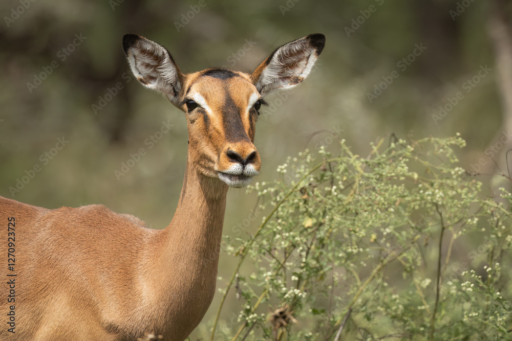 An alert impala antelope female doe in its natural habitat against a blurred background, senses danger and listens carefully and focuses on possible danger in a game reserve in South Africa. An alert impala antelope female doe in its natural habitat against a blurred background, senses danger and listens carefully and focuses on possible danger in a game reserve in South Africa.