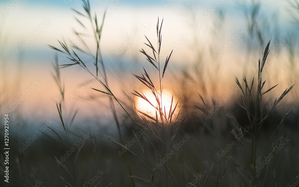 Serene Sunset Silhouette of Grass Blades in a Field Serene Sunset Silhouette of Grass Blades in a Field
