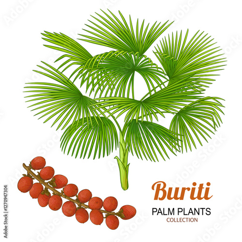 Buriti Plant with Fruit and Leaves Colored Detailed Illustration. Organic natural nutritional healthy food ingredient, vegetarian diet product. Vector isolated for design or decoration.