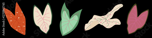 Set of colorful Caladium leaves. Tropical exotic plants in a modern botanical flat style. Elephant Ear foliage. Vector Illustration on dark background for fashion prints, wallpapers, decorative elemen