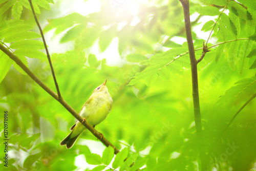 early bird among spring greenery in the morning light photo