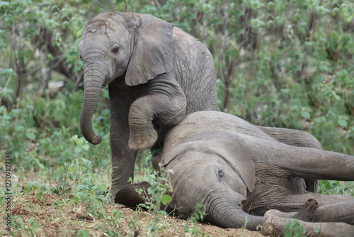 Afrikanischer Elefant / African elephant / Loxodonta africana
