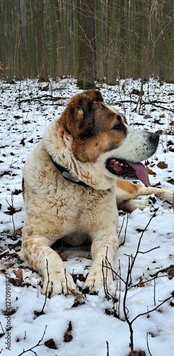 Young Alabai on a walk in a snowy forest, Central Asian Shepherd Dog, beautiful big dog