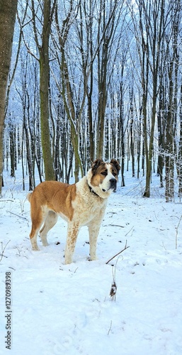 Young Alabai on a walk in a snowy forest, Central Asian Shepherd Dog, beautiful big dog