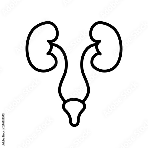 Urinary System Vector Icon
