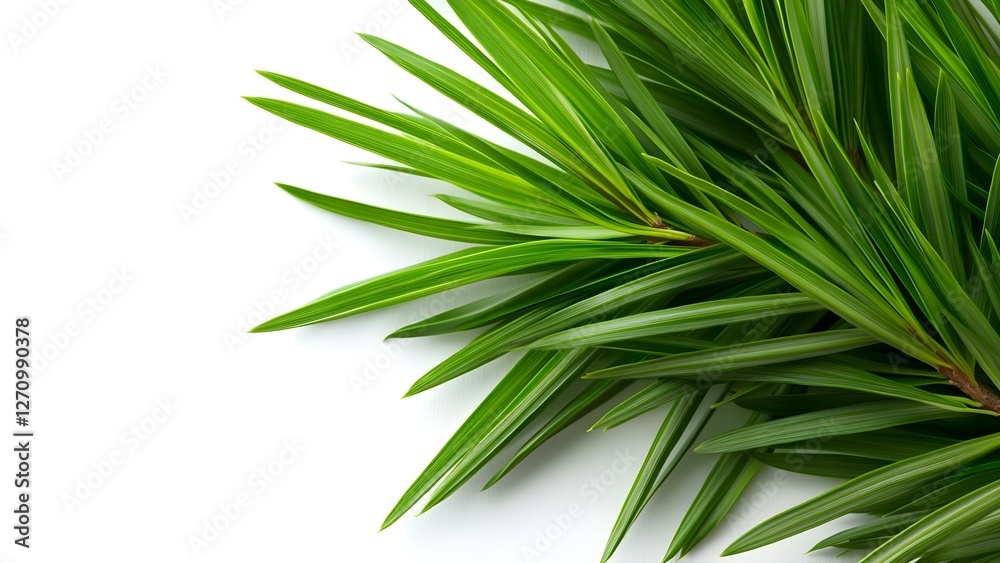 A close-up of vibrant green palm leaves against a white background. Concept Close-Up Photography, Vibrant Palm Leaves, Nature Aesthetics, Minimalist Design, Greenery Contrast A close-up of vibrant green palm leaves against a white background. Concept Close-Up Photography, Vibrant Palm Leaves, Nature Aesthetics, Minimalist Design, Greenery Contrast