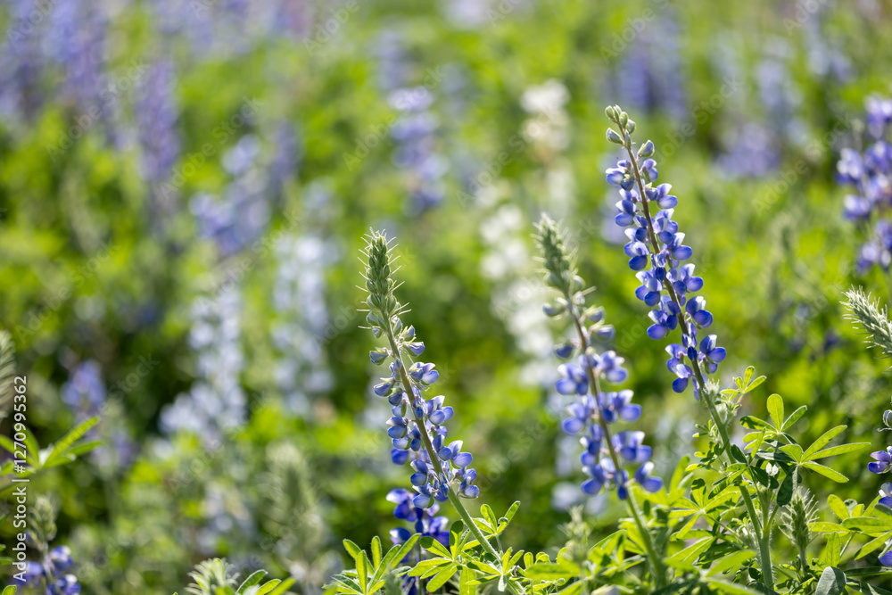 Obraz premium Lupine or bluebonnet flowers meadow in full bloom on the background for spring and summer English country cottage garden for perennial and annual plant