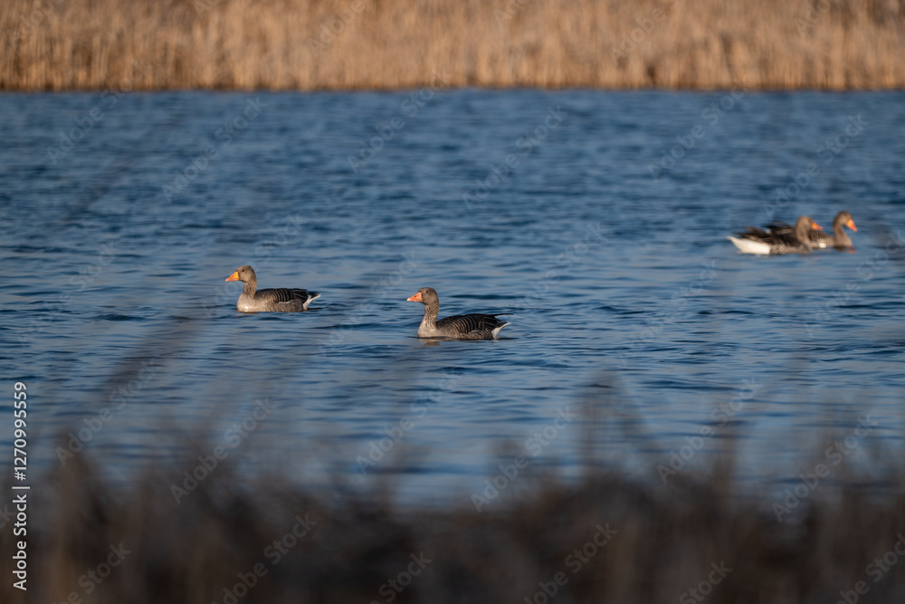 graylag goose