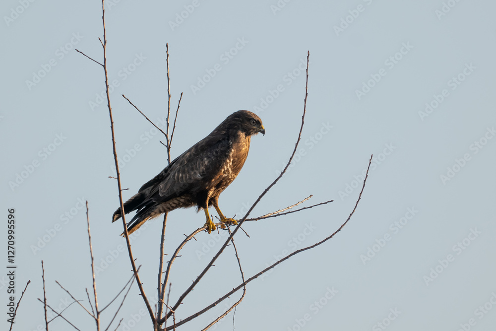 common buzzard