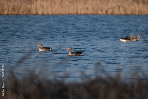 Obraz na płótnie graylag goose w salonie