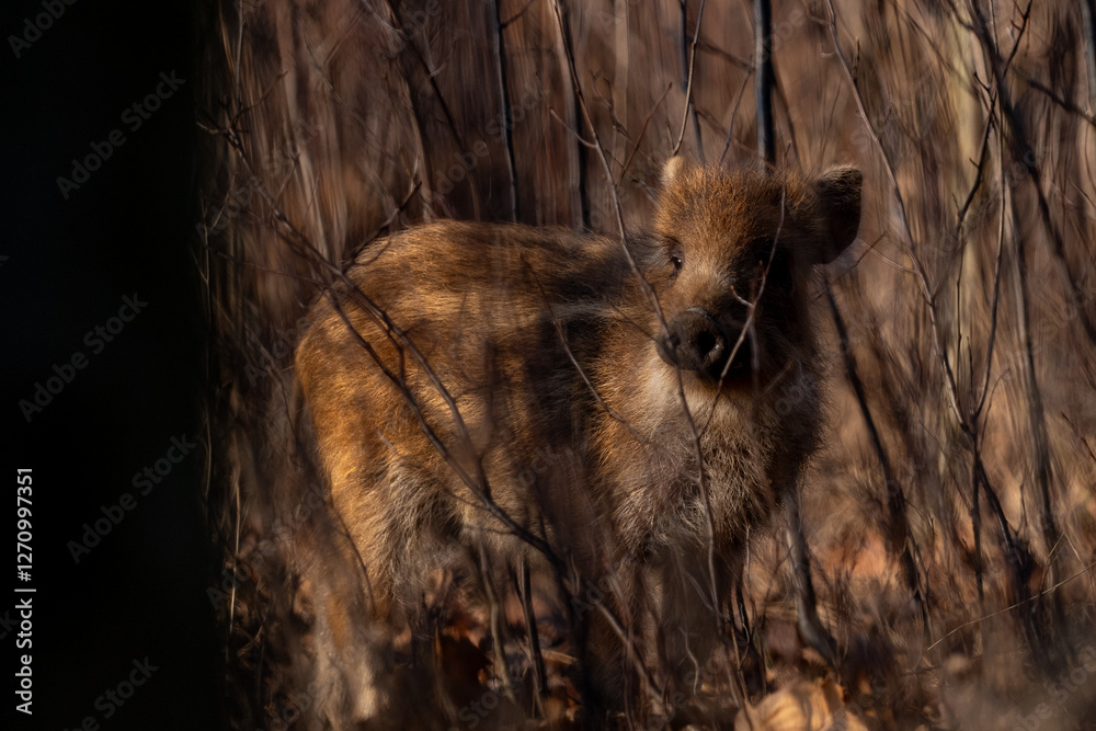 Young wild boar in forest