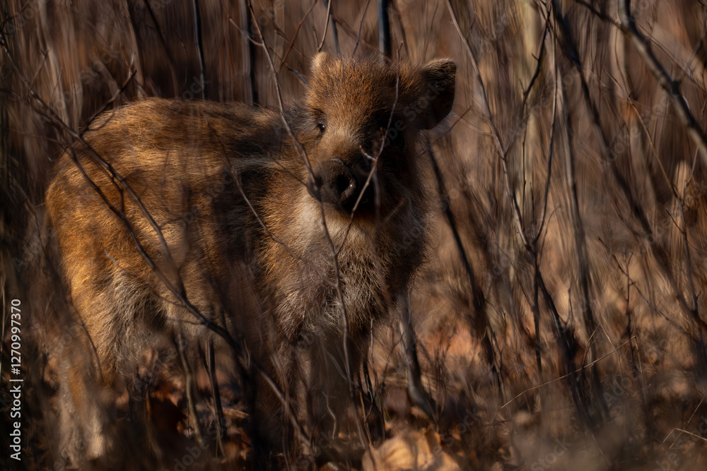 Young wild boar in forest