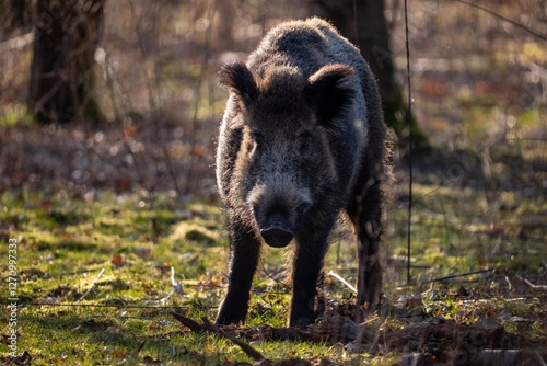 Obraz na płótnie wild boar in forest w salonie