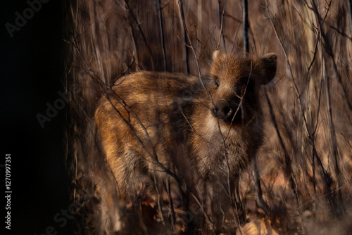Obraz na płótnie Young wild boar in forest w salonie