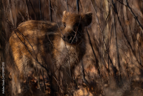 Obraz na płótnie Young wild boar in forest w salonie