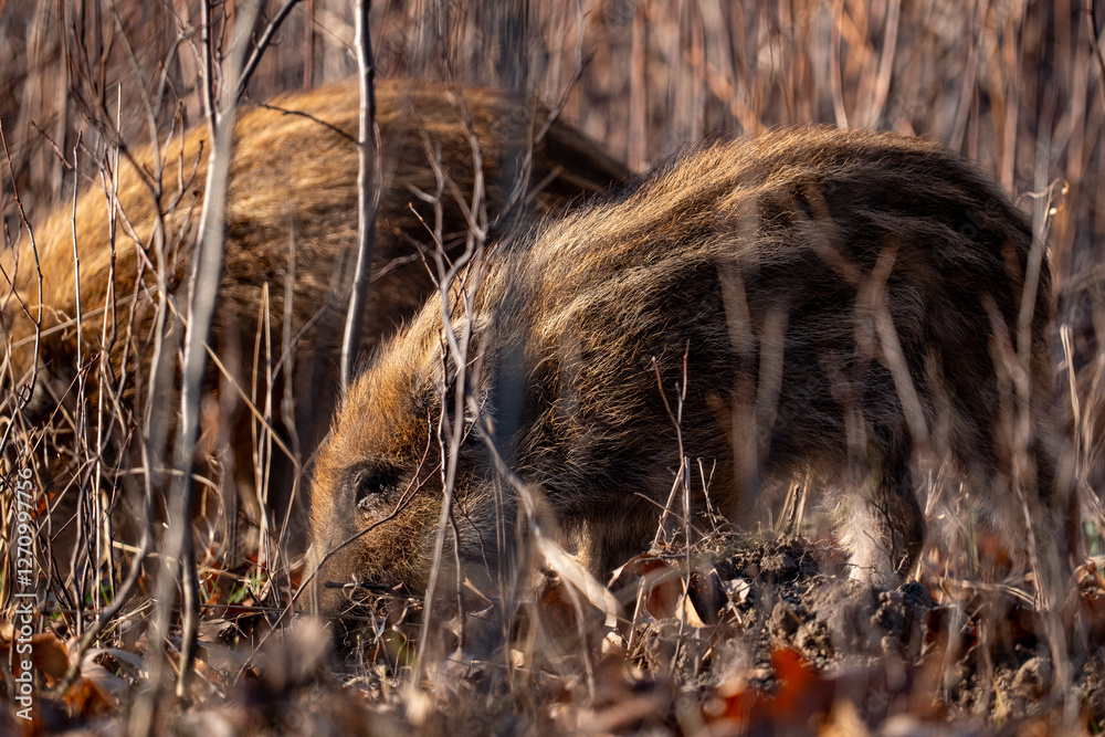 Young wild boar in forest