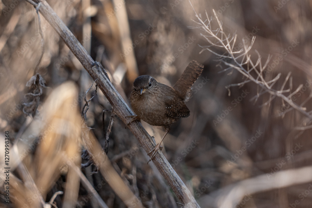 wren bird - Troglodytes troglodytes