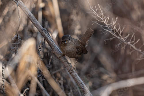 Obraz na płótnie wren bird - Troglodytes troglodytes w salonie