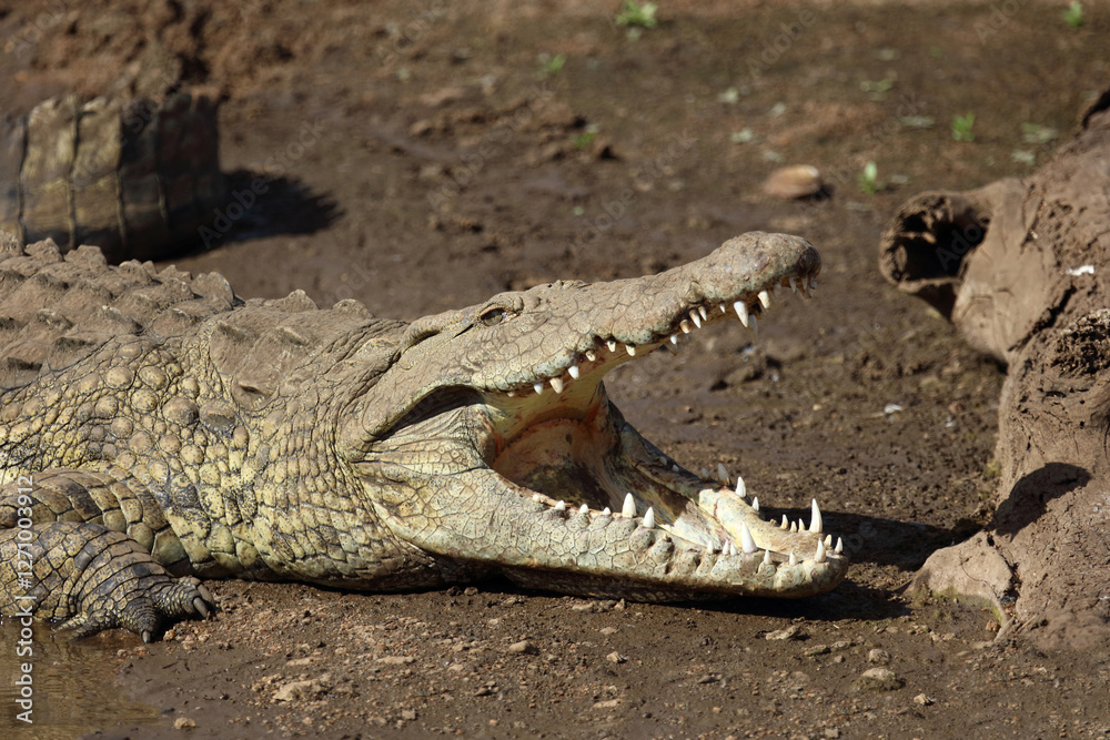 Fototapeta premium Nilkrokodil / Nile crocodile / Crocodylus niloticus..
