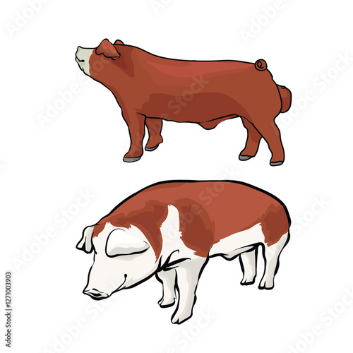 male hampshire pig on separate white background