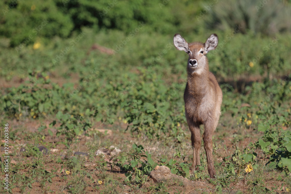 Fototapeta premium Wasserbock / Waterbuck / Kobus ellipsiprymnus..
