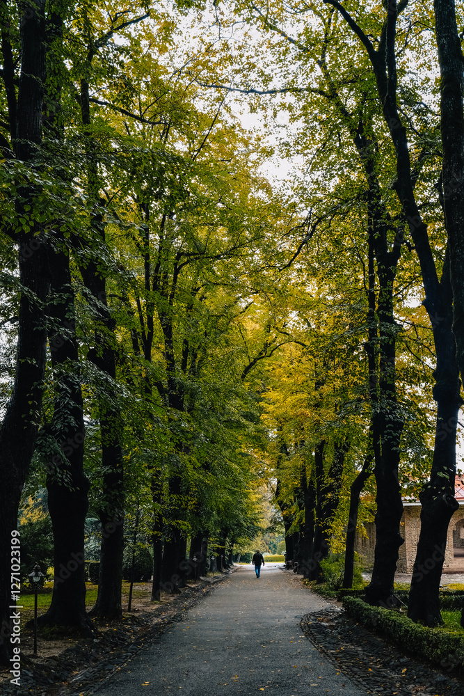 Naklejka premium Man walking in an alley, surrounded by beautiful trees with their fall foliage in Tsinandali estate park, in Kakheti (Georgia)