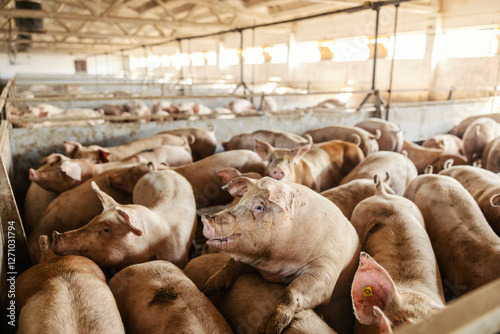 Organized facility with pigs in pens. Livestock concept.