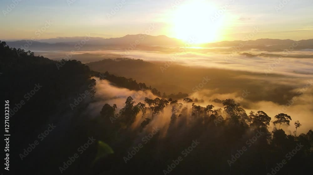 aerial view of the forest with the sun behind the mist all around, colored autumnal trees in the morning light aerial view of the forest with the sun behind the mist all around, colored autumnal trees in the morning light