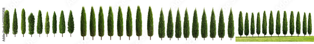 Evergreen coniferous forest with tall dense pine and spruce trees creating a lush verdant natural landscape Serene peaceful and untouched wilderness setting perfect for outdoor adventure hiking Evergreen coniferous forest with tall dense pine and spruce trees creating a lush verdant natural landscape Serene peaceful and untouched wilderness setting perfect for outdoor adventure hiking