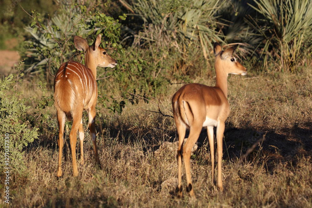 Schwarzfersenantilope / Impala / Aepyceros melampus Schwarzfersenantilope / Impala / Aepyceros melampus