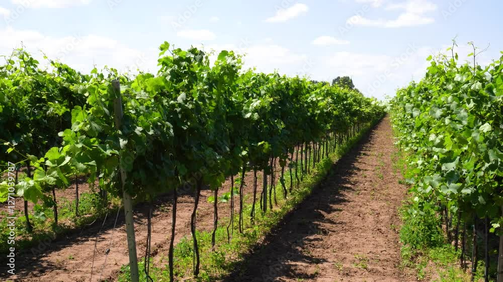 Slow tracking looking down rows of grapevines growing in vineyard, bright sunlight. Slow tracking looking down rows of grapevines growing in vineyard, bright sunlight.