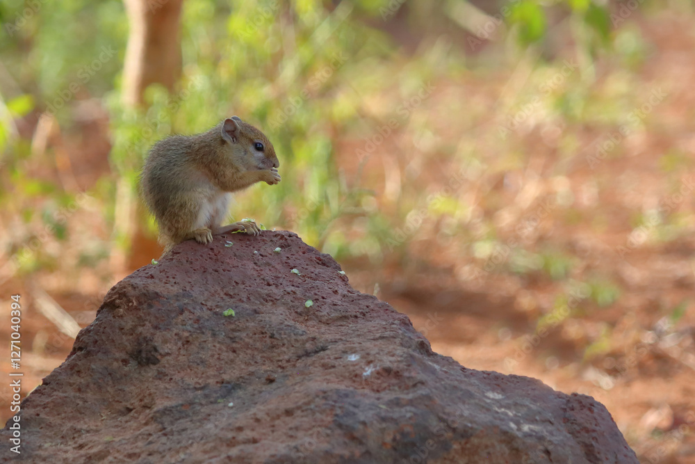 Ockerfußbuschhörnchen / Tree squirrel / Paraxerus cepapi Ockerfußbuschhörnchen / Tree squirrel / Paraxerus cepapi