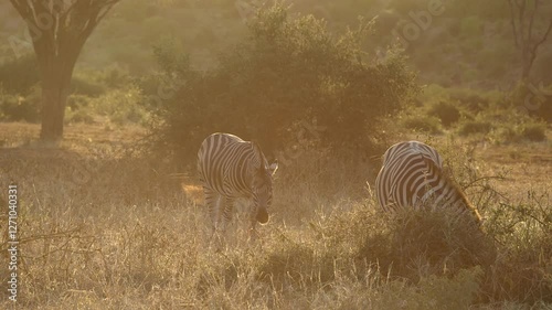 Golden lens flare haze: Two zebra graze grass in ethereal golden light photo