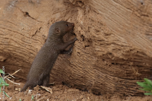 Südliche Zwergmanguste / Dwarf mongoose / Helogale parvula. photo