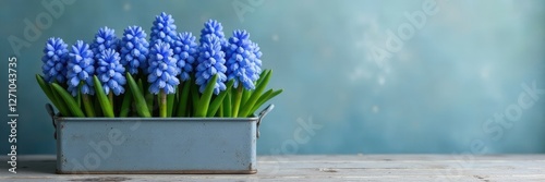 Grey metal flower box with blooming blue hyacinths, blooms, flowers