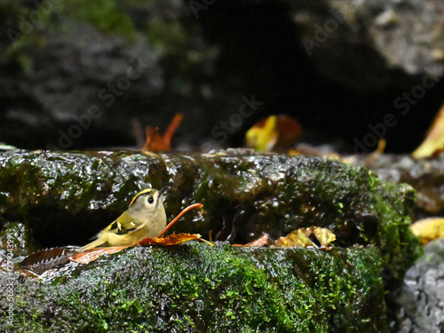 キクイタダキ Goldcrest photo