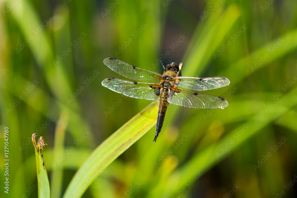 Vierfleck Libelle (Libellula quadrimaculata) Vierfleck Libelle (Libellula quadrimaculata)
