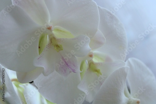 White orchid flower beautiful. Close up.view