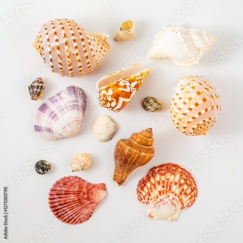 seashells on white background