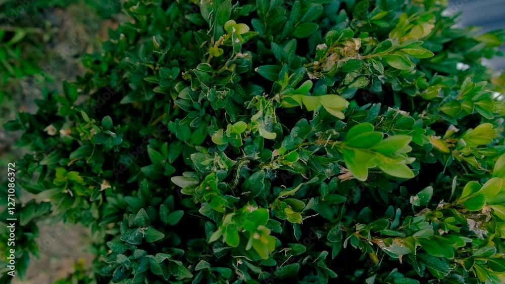 spraying boxwood against pests. Selective focus. spraying boxwood against pests. Selective focus.