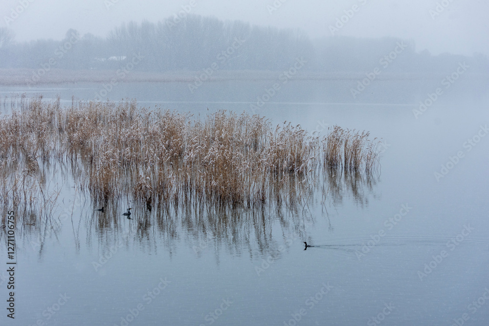 Fototapeta premium reeds in the water