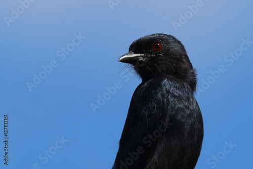 Gabelschwanzdrongo / Fork-tailed drongo / Dicrurus adsimilis. photo