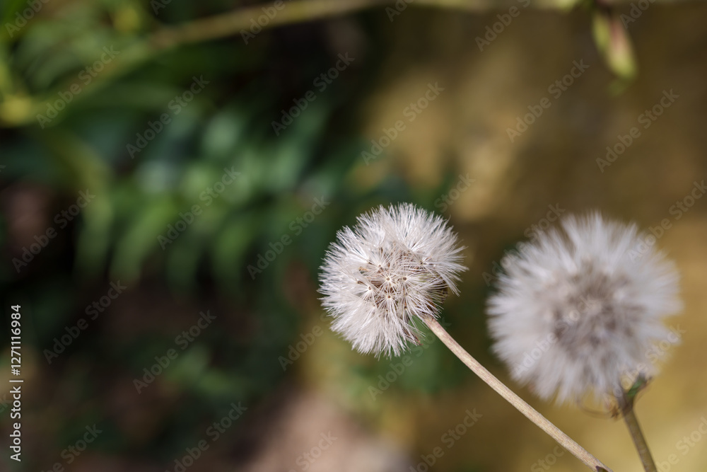 Close-up photo of white Farfugium japonicum flowers in bloom Close-up photo of white Farfugium japonicum flowers in bloom