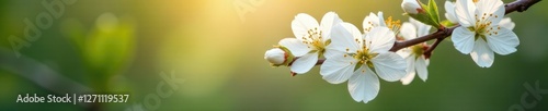 White flowers blooming in the morning dew on a spring branch, blooms, nature