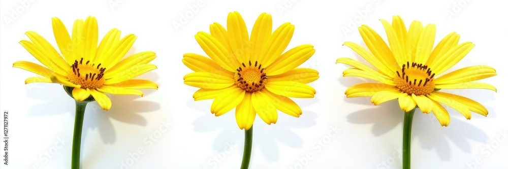 Naklejka premium Euryops pectinatus isolated on white background, flowers in isolation, flower closeup