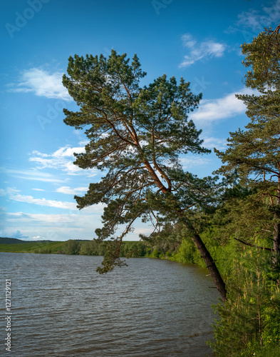 beautiful shore with tall pine trees and pond. Pine tree leaning over water