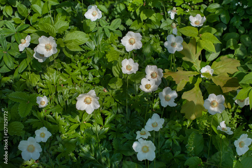 Anemonoides sylvestris, beautiful spring white wildflowers in the forest meadow