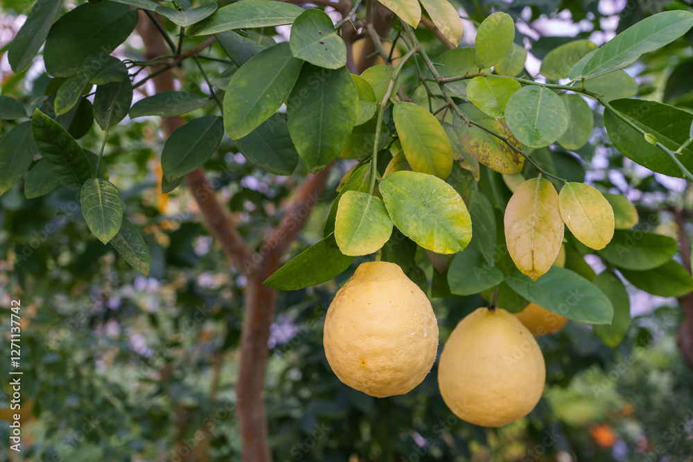 Close-up photo of yellow fruits hanging from a lemon tree Close-up photo of yellow fruits hanging from a lemon tree