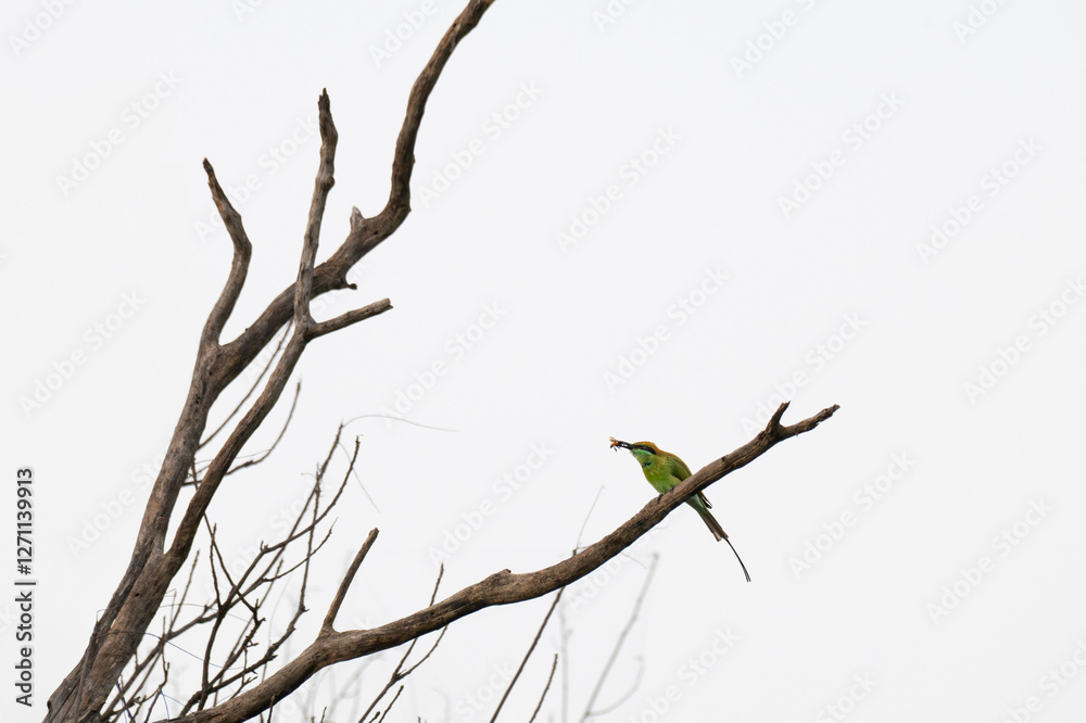 The beautiful bee eater perched on a branch with mouth full of feed. The background is white with tree branches. The beautiful bee eater perched on a branch with mouth full of feed. The background is white with tree branches.